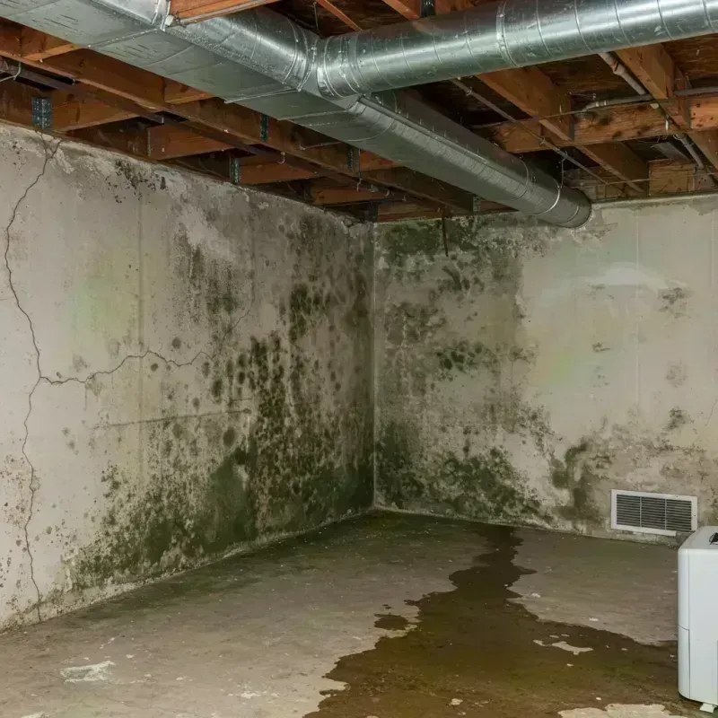 Professional Mold Removal in Anderson, SC